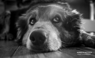 01k fotoart foto fotografie kunst composing bildbearbeitung blumen landschaft tiere portrait stil weithaler norbert